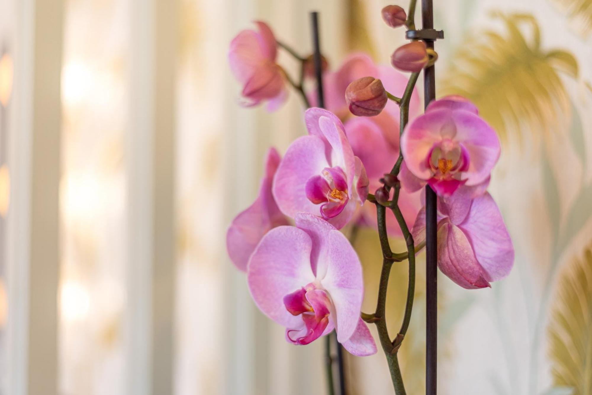 Urban Luxe Studio Torremoilinos Torremolinos Zewnętrze zdjęcie